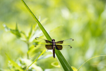 Dragonflies at Garden Lake in Rome Georgia.