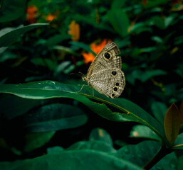 A beautiful butterfly is sitting on a leaf