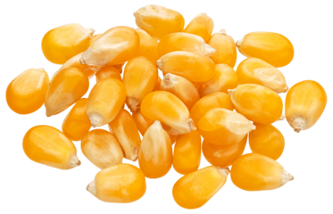 Pile of raw corn grains isolated 