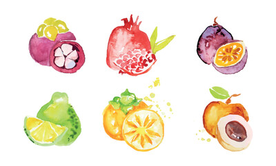 Hand Drawn Watercolor Exotic Fruit Painting Isolated on White Background Vector Set