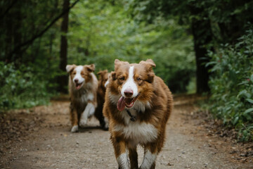 Two brothers dog are adult littermates. Two Australian Shepherds run on forest road in summer. Happy best friends aussie red tricolor and red merle have fun together in park. Front view.