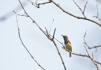 Olive-backed Sunbird