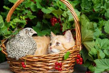 A British red-haired shorthair kitten is sitting in a basket made of a vine with a quail bird on...