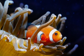 ocellaris clownfish hide in bubble tip anemone, animal on live rock stone move tentacles in flow...