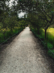 camino a la naturaleza 