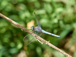 Keeled Skimmer dragonfly. Orthetrum coerulescens     