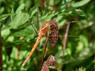 Keeled Skimmer dragonfly. Orthetrum coerulescens     