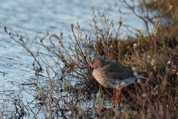 Common redshank (Tringa totanus)