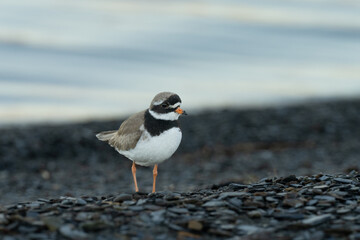 Common ringed plover (Charadrius hiaticula)