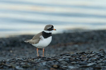 Common ringed plover (Charadrius hiaticula)