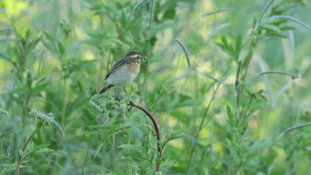 European songbird Whinchat, Saxicola rubetra perched on vegetation holding food between beak. Shot on a summer morning in Estonia, Northern Europe. 