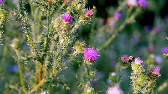 Bumblebee gathers pollen from the purple flower blossom of a Broad Winged Thistle, Carduus acanthoides. Handheld clip with zoom out.