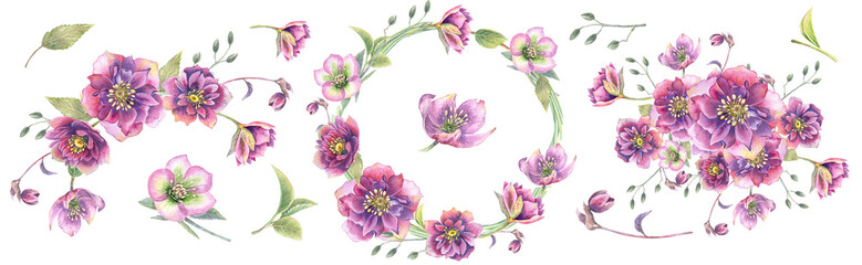 Christmas rose  flowers clipart.
 Stock illustration. Hand painted in watercolor.