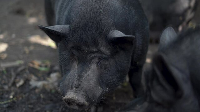 Close-up of a black pig, Sus scrofa domesticus with a nose snout with large nostrils kissing the camera lens. Agriculture farm.