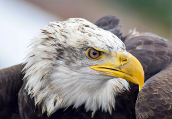 The bald eagle (Haliaeetus leucocephalus) is a bird of prey found in North America. Alaska, USA.