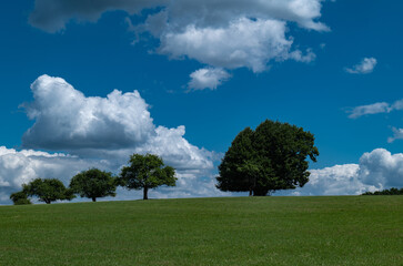 A row of trees on a green glade against a background of blue sky, Zwierzyniec, Poland