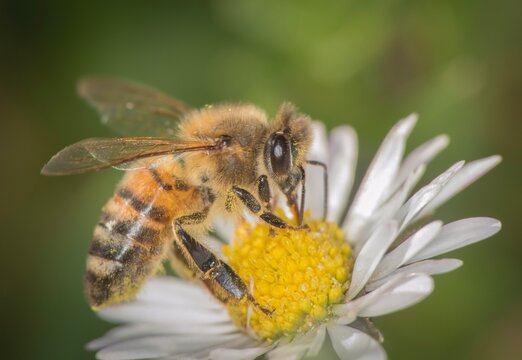 Ape su fiore