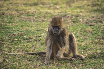 Close-up of a huge baboon seating in the savanna