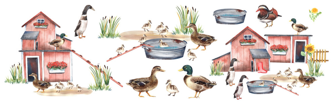 Duck village, american pekin, mandarin, mallard, duckling, animals farm, zoo. Cute birds. clipart
 Stock illustration. Hand painted in watercolor.