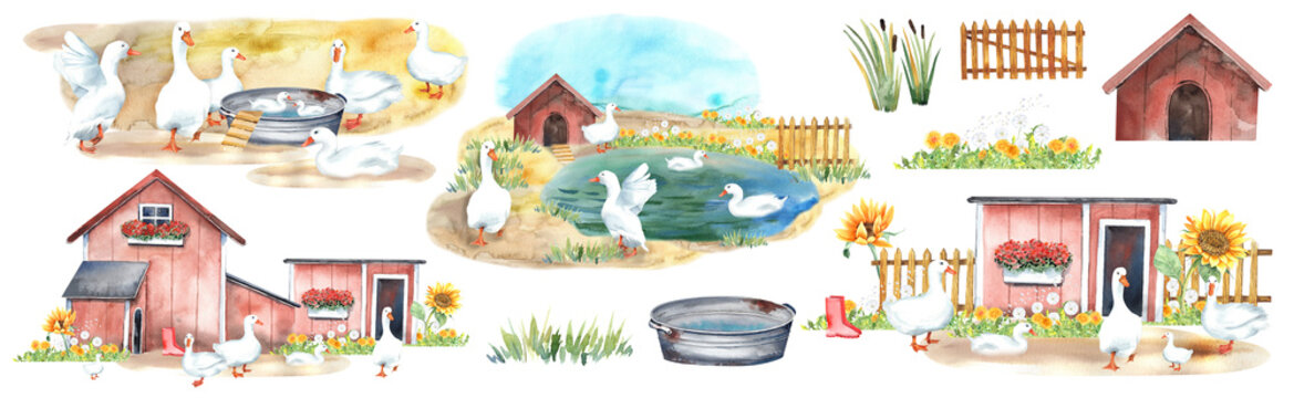 Pekin ducks, american pekin, mandarin, mallard, duckling, animals farm, zoo village. Cute birds. clipart
 Stock illustration. Hand painted in watercolor.