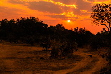 Amazing view of the classic african sunset