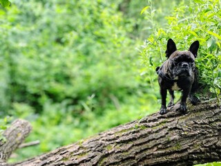 french bulldog climbs up a tree and then poses