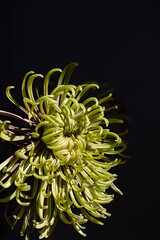 Green chrysanthemum flower head bud on a dark black background with copy space. Minimal botany nature wallpaper. Floral beautiful close up.