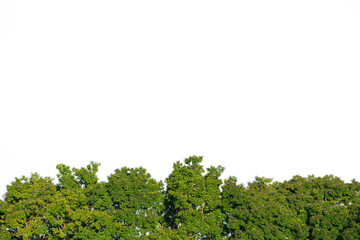 fresh green treetop isolated with white copy space background.concept for ecology or environment design.