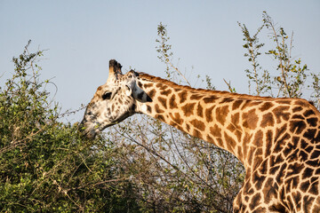 Close-up of a huge giraffe eating in the bush