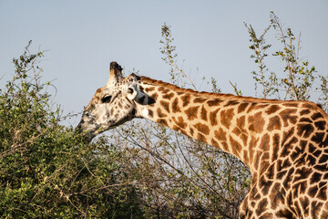 Close-up of a huge giraffe eating in the bush