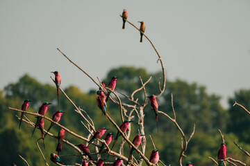 Close-up of a carmine bee-eater flock resting on a tree