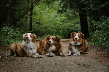 Happy best friends aussie red tricolor and red merle together in park. Mom dog and grown up puppies. Three Australian Shepherds lie side by side on forest road in summer and smile.