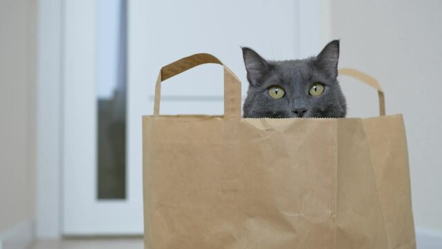 A paper bag from a supermarket at home on the floor, into which a gray cat climbed and ate all the products brought from the store. Funny cat sits in a paper bag and looks in different directions.