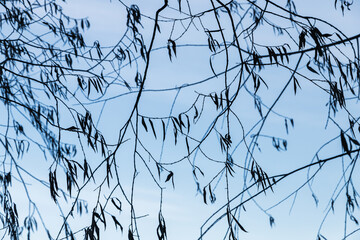 Bare tree branches over blue sky background. Silhouette