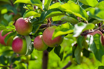 Red green apples grow on a branch of an apple tree