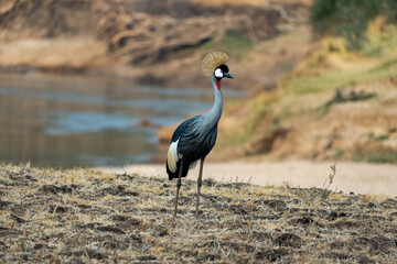 Close-up of a wonderful grey crowned crane on the sandy bank of african river