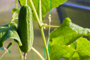 Cucumber growing on vines in a greenhouse
