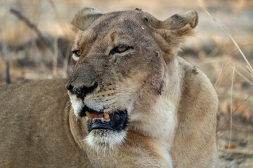 Close-up of a beautiful lioness resting after hunting