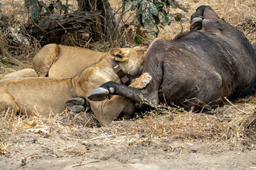 Obraz premium Close-up of a beautiful lioness feeding on a freshly killed buffalo.