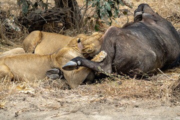 Obraz premium Close-up of a beautiful lioness feeding on a freshly killed buffalo.