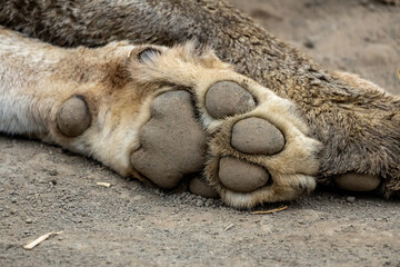 Close-up of a huge paw of lion resting after hunting