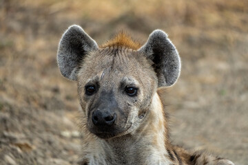 Wonderful closeup of spotted hyena in the savanna