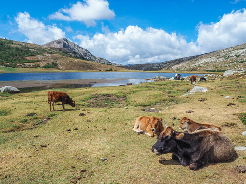 Korsika - K&uuml;he am Lac de Nino