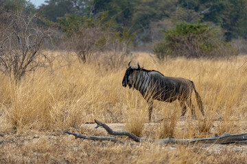Obraz na płótnie Canvas Amazing close up of a isolated wildebeest moving in the bush