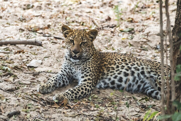 Close-up of a leopard cub resting in the bush after eating