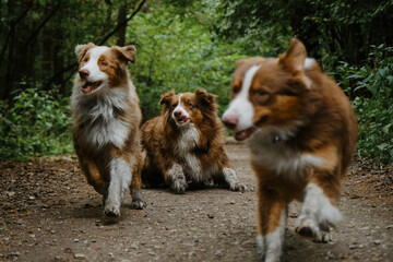 Mom dog lying and grown up puppies running forward merrily. Three Australian Shepherds walk on forest road in summer. Happy best friends aussie red tricolor and red merle together in park.