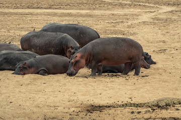 Amazing view of a group of hippos resting on the sandy banks of an African river