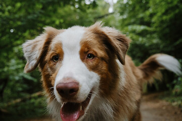 Aussie red merle in green summer forest runs with tongue hanging out. A thoroughbred dog. Beautiful young happy Australian Shepherd dog walks in the woods. Close up portrait.