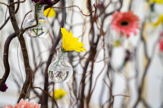 Dried And Preserved Flower Stems Comes In Different Colors Pink, Yellow, Red, Purple, And White. This Background Shoot In Light Studio.