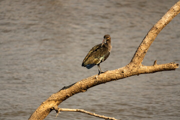 Close-up of a wonderful ibis hadada standing on a tree